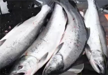 Fishing In Alaska