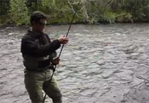 Alaska Fishing For Hump Back Salmon