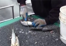Monster Halibut