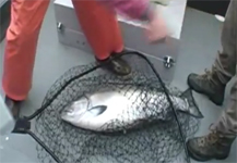 Alaska King Salmon Fishing
