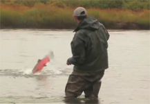 Coho Fishing Alaska