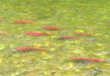 Fly Fishing Alaska